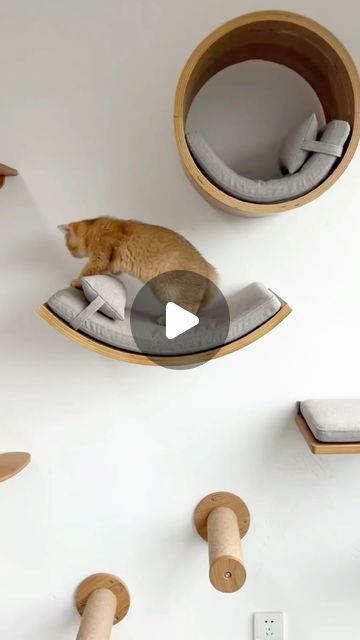 Step Shelf, Step Shelves, Cat Window Perch, Window Perch, Cat Steps, Cat Window, Wooden Cat, Cat Stuff, On Instagram