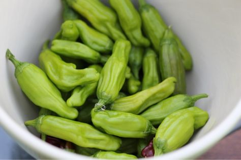 Jarred pepperoncini's can't wait to make these tomorrow!! Fresh Pepperoncini Recipes, High Chair Makeover, Pickling Peppers, How To Pickle Peppers, Green Olive Salad, Garden Canning, Pickled Pepper Recipe, Pickled Pepperoncini, Cowboy Candy