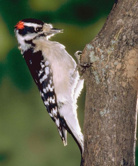 Blue Gray Gnatcatcher, Crimson King, Woodpecker Bird, Tree Swallow, Saw Whet Owl, Living In North Carolina, Northern Flicker, Downy Woodpecker, Migratory Birds