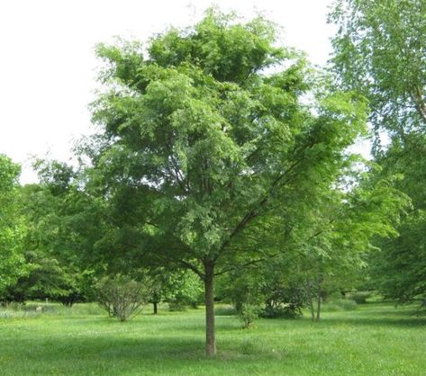 Chinese Elm Tree, Ulmus Parvifolia, Fringe Tree, Small Landscape, Elm Tree, Witch Garden, Shade Trees, Evergreen Trees, Garden Trees