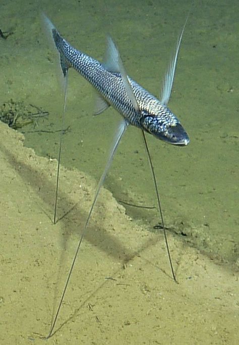 The tripodfish or tripod spiderfish, Bathypterois grallator, is a deep-sea benthic fish. Deep Sea Life, Fauna Marina, Cool Fish, Deep Sea Creatures, Beautiful Sea Creatures, Water Animals, Interesting Animals, Marine Fish, Underwater Creatures