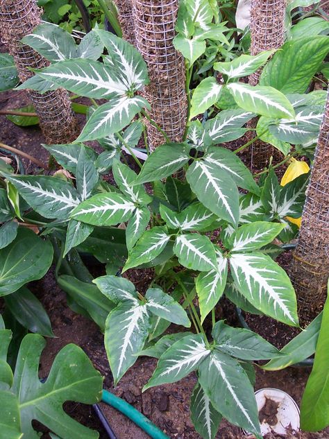 Syngonium Wendlandii, Plant Wishlist, Terrarium Plants, Plant Lady, White Patterns, Garden Plants, House Plants, Climbing, Planting Flowers