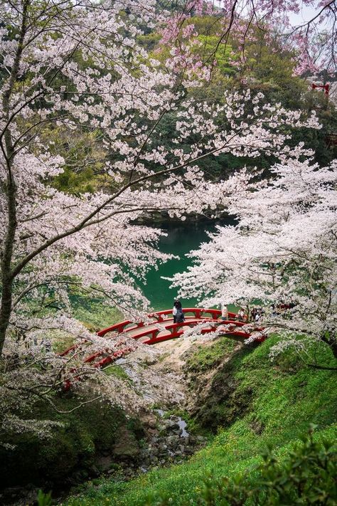 Hidden Gems in Japan (Travel and Living) | Okumikawa region in April 2024 | Facebook Off The Beaten Path Travel, Aichi, Off The Beaten Path, Peach Blossoms, April 2024, Hidden Gems, Japan Travel, Travel Tips, Gems