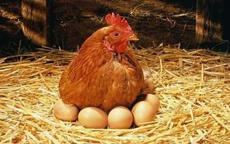 Preserve Eggs, Chicken Coloring Pages, Chicken Coloring, Egg Laying Chickens, Egg Production, Factory Farming, Genetic Mutation, Chicken Meat, Egg Laying