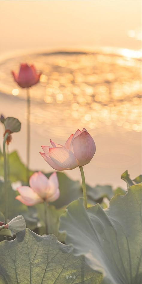 Lotus Flower Wallpaper, Lotus Flower Pictures, Canvas Learning, Sunflower Wallpaper, Nothing But Flowers, Wallpaper Nature Flowers, Iphone Wallpaper Photos, Flower Therapy, Beautiful Bouquet Of Flowers