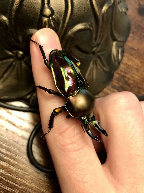 My Boy, Rainbow Stag Beetle Leopard Moth, Tortoise Beetle, Orchid Mantis, Pill Bug, Types Of Insects, Stink Bugs, Stag Beetle, Cat Sunglasses, Food Pyramid