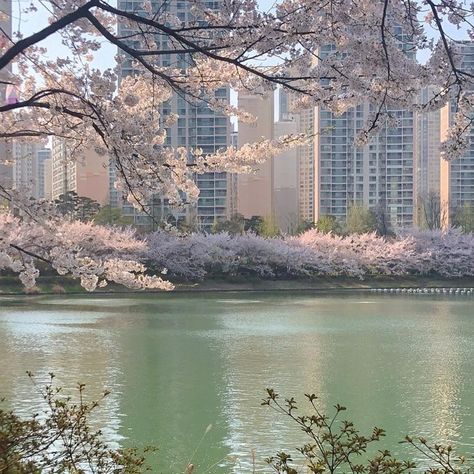 a pretty place Cherry Blossom Trees, Blossom Trees, Cherry Blossoms, Cherry Blossom, Blossom, Cherry, Trees, Lake, Water