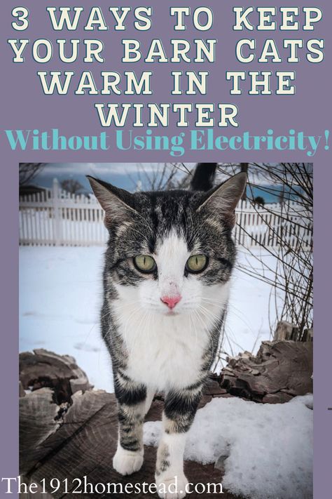 You are probably wondering how to keep your barn cats warm this winter, so I am going to share my three tips to keep them warm! #raisingbarncats #homesteading #barncats Diy Stray Cat Shelter Winter, Outdoor Cats In Winter, Outside Cat Box For Winter, Diy Warm Cat House Winter, Outdoor Cat Enclosure Winter, Cat Rescue Ideas, Diy Outdoor Cat Shelter Winter, Barn Cat Shelter, Diy Feral Cat Shelter Cold Weather