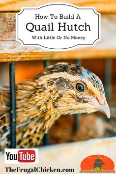 build a quail hutch Quail Hutch, Quail Farming, Quail House, Repurposed Pallets, Button Quail, Quail Coop, Homesteading Animals, Gamebirds, Raising Quail