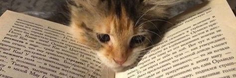 Tweeter Header, Male Rivals, Book Banner, Banner Aesthetic, French Icons, Aesthetic Header, Header Tumblr, Cute Twitter Headers, Cat Book