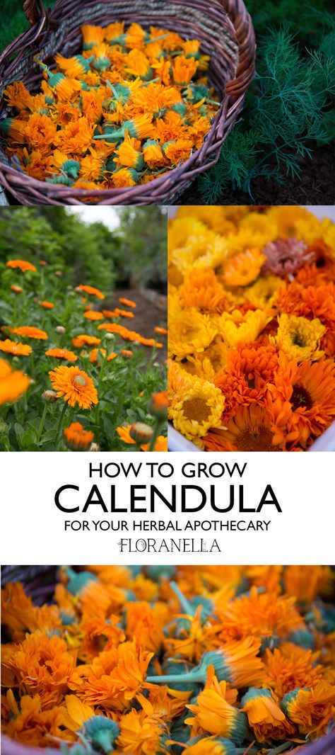 How to Grow Calendula, Harvest, Dry, Use It, and Save Its Seeds — Floranella Medicinal Wild Plants, Medicine Garden, Saving Seeds, Herbal Tea Garden, Herbal Medicine Recipes, Starting Seeds, Medical Herbs, Herb Farm, Herbal Apothecary