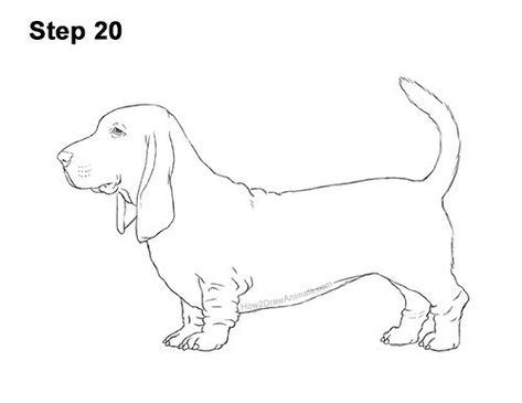 Draw a Basset Hound Dog 20 Animal Siluette, Dog Outline Tattoo Basset Hound, How To Draw A Basset Hound, Hound Drawing, Basset Hound Drawing Simple, Basset Hound Line Art, Basset Hound Drawing, Basset Hound Outline, Basset Hound Puppy Drawing