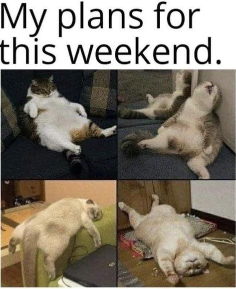 Happy Saturday! What are your weekend plans?!? Sassy Comebacks, Laughing Therapy, Meme Comics, Nyan Cat, Weekend Plans, Life Memes, Grumpy Cat, Happy Saturday, Funny Cartoons