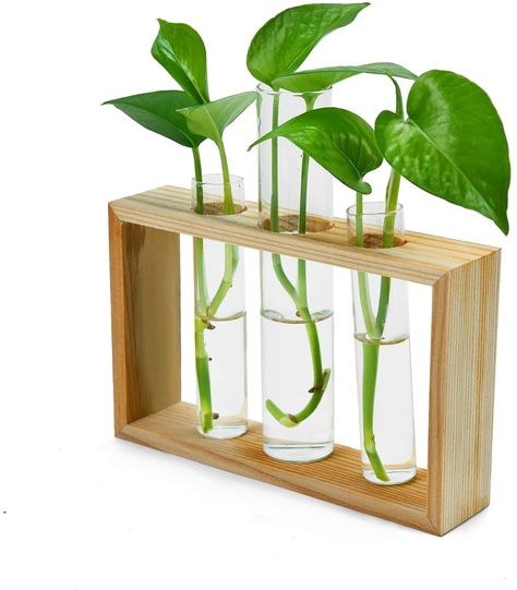 Test Tube Planter, Plants Home Office, Tube Planter, Plant Propagation Station, Propagation Station, Plants Home, Hydroponic Plants, Plant Propagation, Home Office Decoration