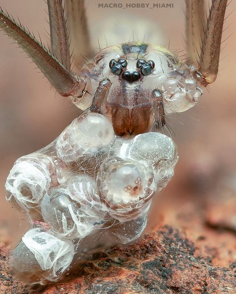 OSCAR ROJAS on Instagram: “Longbodied Cellar Spider with eggs (proud mommy)🕷🤍💛 . 🔬 Pholcus phalangioides. . Female cellar spiders produce about three eggs sacs over a…” Spider Anatomy, Spider Concept Architecture, Spider Molting, Cool Spider Species, Spider Fantasy Monster, Egg Costume, Spider Eggs, Ant Photo Macro Photography, Horror Art