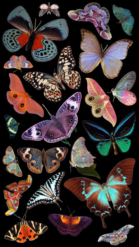 Moths Moth Pfp, Natural Forms Gcse, Moth Wallpaper, Animals Background, 70s Wallpaper, Background Landscape, Deep Sea Creatures, Ipad Background, Colorful Paper