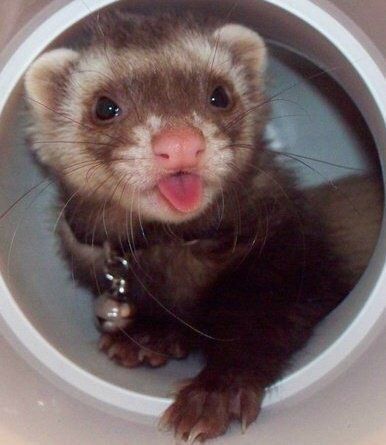 Baby Ferrets, Funny Ferrets, A Ferret, Pet Ferret, Cute Ferrets, Super Cute Animals, Pretty Animals, Cute Animals Images, Silly Animals