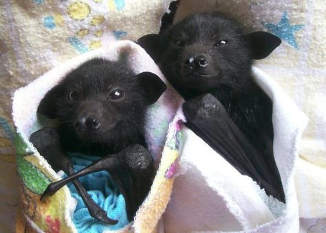 Snuggly bats-aw! Puppy Halloween Costumes, Fox Bat, Fruit Bats, Cute Bats, Flying Fox, Baby Bats, Fruit Bat, Cute Bat, Cute Critters