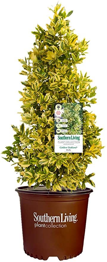 Oakland Holly, Southern Living Plant Collection, Holly Bush, Southern Living Plants, Evergreen Shrubs, Plant Collection, Southern Living, Container Plants, Outdoor Plants