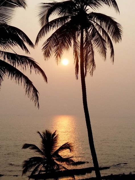 Thalassa Goa, Goa, Palm Trees, Trees, Celestial Bodies