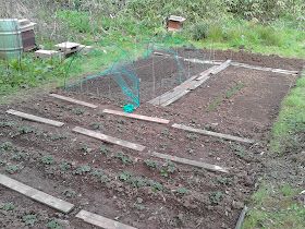 A much less weedy plot aftre one year 80 Minute Allotment Green Fingered Blog Allotment Ideas Budget, Vegetable Patch Ideas, Allotment Ideas Inspiration, Allotment Design, Allotment Planner, Allotment Plan, Bridge Garden, Frugal Gardening, Gardening Club