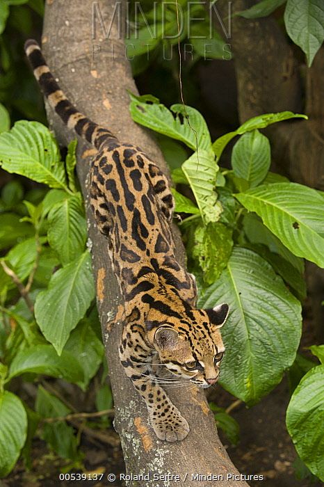 Margay Margay Cat, Small Wild Cats, Amur Leopard, Eagle Painting, Exotic Cats, Kinds Of Cats, Animal Groups, Weird Creatures, Domestic Cat