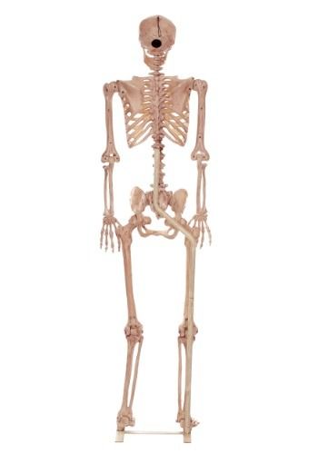 Skull Decorations, Life Size Skeleton, Skeleton Parts, Posable Skeleton, Plastic Dinosaurs, Halloween Skeleton Decorations, Plastic Skeleton, Halloween Tombstones, Skeleton Decorations