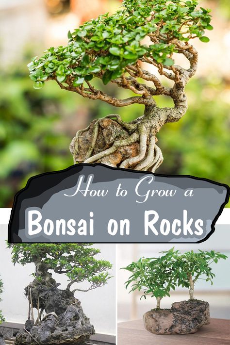 Unique Bonsai Tree, Bonsai On Rock, Bonsai How To, Bonsai Pots Ideas Diy, How To Make Bonsai Plants, Bonsai On The Rock, Bonsai Growing, Beginner Bonsai, How To Grow Bonsai