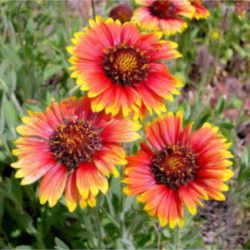 Oklahoma State Wildflower - Indian Blanket State Flower Tattoo, Gaillardia Pulchella, Oklahoma Wildflowers, Indian Blanket Flower, Backyard Birds Sanctuary, Florida Flowers, Indian Blankets, Seed Shop, Sun Flowers