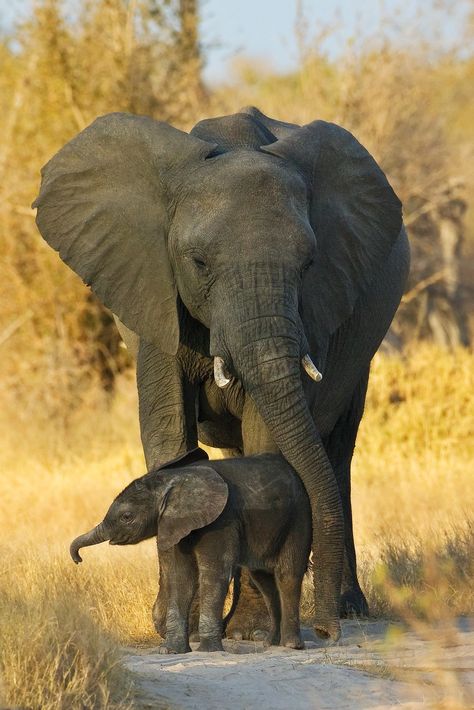 Mother & Baby Elephant Elephant Pictures, Elephants Photos, Baby Elefant, Save The Elephants, Elephant Love, Majestic Animals, African Elephant, African Animals, Zimbabwe