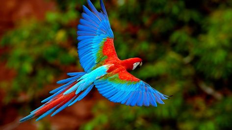 flying birds parrots 1920x1080  Animals Birds HD Art  #flying #BIRDS #1080P #wallpaper #hdwallpaper #desktop Beautiful Bird Wallpaper, Burung Kakatua, Parrot Flying, Parrot Wallpaper, Rainforest Animals, Bird Flying, Macaw Parrot, Colorful Parrots, Most Beautiful Birds