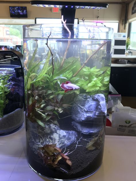 Large vase for betta fish with live plants freshwater tank Beta Tank, Bowl Aquarium, Aquascaping Ideas, Vase Fish Tank, Aquarium Inspiration, Fish Types, Aquatic Animal, Aquarium Garden, Betta Fish Types