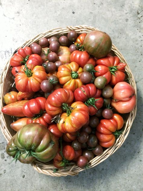 First harvest of the year! 15 heirloom tomato plants starting to share their ripe fruit. Bring it on! #heirloomtomatoes #tomatolove Fruit Harvesting, Heirloom Tomato Plants, Heirloom Tomatoes Varieties, Tomato Harvest, Cottagecore Garden, Tomato Farming, Homegrown Food, Vegetable Garden Diy, Summer Harvest