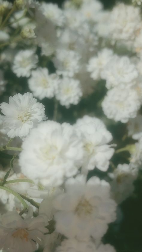 #gypsophila #elegans #aesthetic #flowers #dispo Gypsophila Aesthetic, Gypsophila Elegans, Wallpaper Flower, Aesthetic Flowers, Flower Lover, Cute Drawings, Drawings, Plants, Flowers