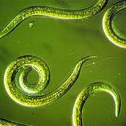 Beneficial Nematodes Beneficial Nematodes, Codling Moth, Soil Microorganisms, Fruit Bushes, Moth Caterpillar, To Autumn, Fashion Designing, Beneficial Insects, Garden Pests