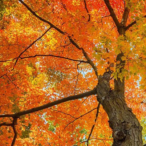 Here in sugar country, it is not uncommon to find oneself travelling down a country lane in the dappled shadows cast by parallel rows of giant sugar maples. How did that happen? Might it happen again?  Learn more on the blog!  https://vermontevaporator.com/planting-maples-for-posterity/ Diy Maple Syrup, Country Lane, Sugar Maple, Organic Fertilizer, Family Farm, Garden Planning, Planting, It Cast, Plants