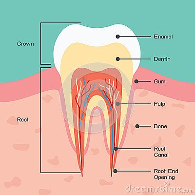 Parts Of A Tooth, Tooth Diagram, Teeth Diagram, Teeth Anatomy, Dental Anatomy, Gum Recession, Human Teeth, Medical Dental, Root Canal