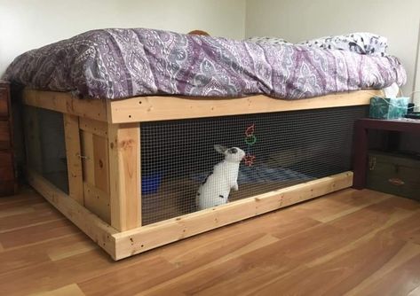 Rabbit Cage built under bed Diy Rabbit Indoor Enclosure, Indoor Rabbit Setup Diy, Pet Cage Under Loft Bed, Built In Animal Cages, Rabbit Cage Under Bed, Under Bed Bunny Cage, Bed For Rabbits Diy, Cage Under Bed, Bunny Cage Under Bed