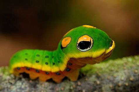 #1 It's the first day of Spring! Which means it's also Very Hungry Caterpillar Day. Isn't this guy the cutest caterpillar you've ever seen lol.   #WorldEricCarle #HungryCaterpillar Swallowtail Caterpillar, Wildlife Biologist, Insect Photography, Moth Caterpillar, Cool Bugs, Beautiful Bugs, Very Hungry Caterpillar, Hungry Caterpillar, Bugs And Insects