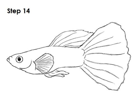 Guppy Fish Drawing 14 Fish Pencil Drawing, Animal Drawing Tutorial, Easy Fish Drawing, Drawing Flames, Fish Outline, Fish Sketch, Guppy Fish, Drawn Fish, Fish Coloring Page