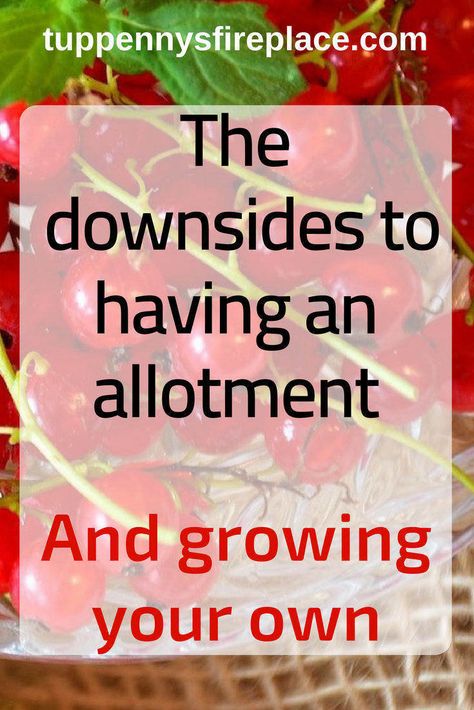 Home Allotment Ideas, Allotment Greenhouse, Allotment Planning, Allotment Ideas Budget, Allotment Ideas, Allotment Beginner Uk, Allotment Planting Calendar Uk, Allotment Planner, Allotment Gardening