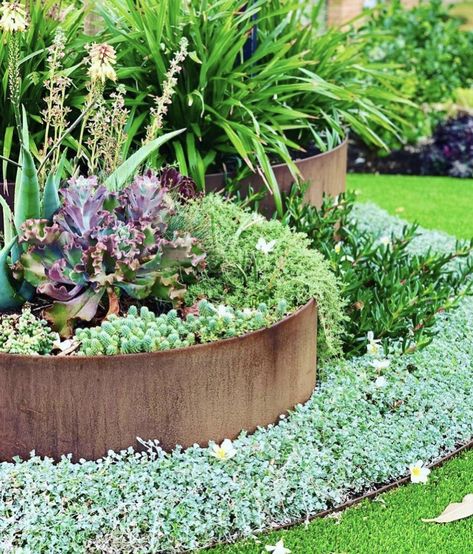 Curved Garden Beds Front Yard, Rust Garden Edging, Simple Front Garden Ideas Australian, Qatar Landscape, Circular Garden Design, Australian Garden Design, Steel Edging, Australian Native Garden, Australian Garden