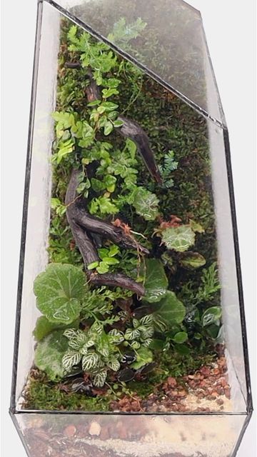 The Urban Nemophilist on Instagram: "Geometric moss wall terrarium #terrarium #moss #mosswall #scape #instagood #theurbannemophilist #reels #geometric" Terrarium Tutorial, Wall Terrarium, Closed Terrarium, Terrarium Moss, Indoor Water Garden, Black And White Cartoon, Jumping Spider, Moss Terrarium, Moss Garden