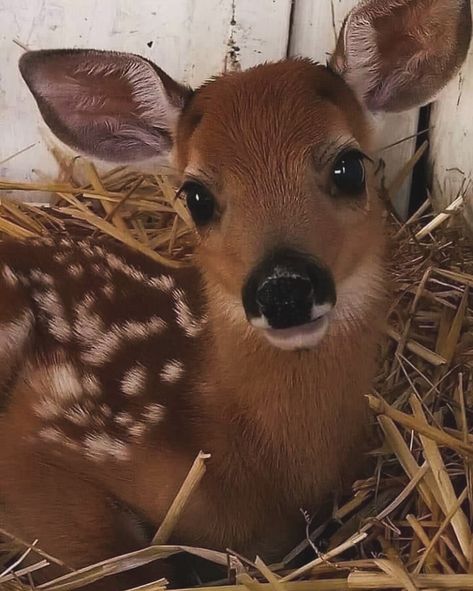 Ohh My Deer 🦌 Deer Of The World, Deer Profile Picture, Cute Deer Aesthetic, Deer Pfp, Doe Aesthetic, Fawn Beauty, Deer Profile, Autumn Rory Gilmore, Diva Core