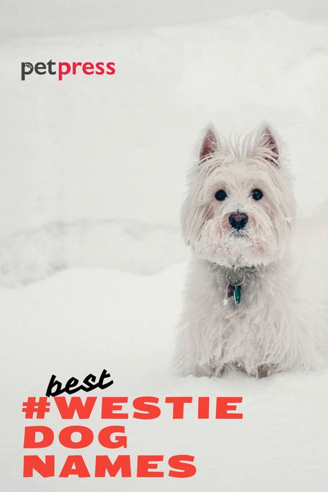 200 Westie Dog Names - West Highland White Terrier Name Ideas | PetPress Dog Name Ideas, Westie Dog, Westie Puppies, Luxury Dog Collars, Dog Collar With Name, Westie Dogs, Dog Tips, Custom Dog Collars, Puppy Names