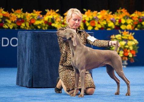 Dog Show Suits Women, Dog Show Outfits Women, Show Outfits, Best Style, Best Advice, Dog Show, Style Tips, All Time, Suits For Women