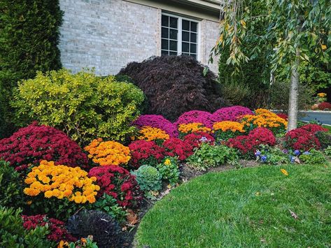 Mum Landscape Ideas, Mums In Landscaping, Mums Landscaping, Fall Annuals, Mum Garden, Garden Mums, Mums Garden, Driveway Garden, Fall Landscaping