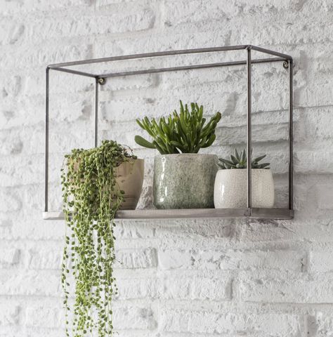 Regal Industrial, Botanical Display, Box Shelf, Hanging Plants Indoor, Masonry Wall, Box Shelves, Plant Shelf, Bathroom Plants, Trailing Plants