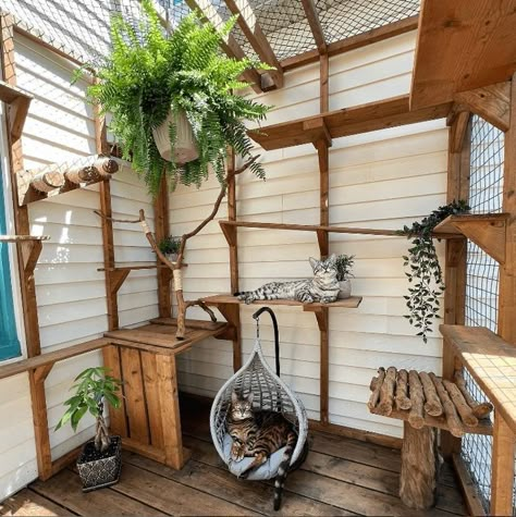 Cattery Ideas, Cat Balcony, Cat Room Decor, Catio Ideas, Cat Enclosures, Cat Patio, Ideas For Cats, Pet Room, Outdoor Cat Enclosure