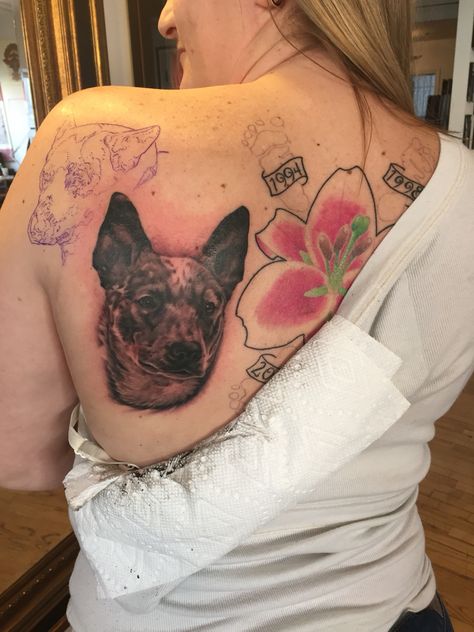 Blue Heeler tattoo. ACD. ACD tattoo. Heeler Dog Tattoo, Blue Heeler Tattoo, Heeler Tattoo, Tattoos Dog, Dog Portrait Tattoo, Blue Heeler Dog, Animals Jokes, Heeler Dog, Dog Paw Tattoo